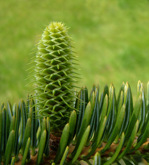 Abies alba - junior