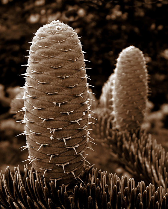 Abies Alba senior