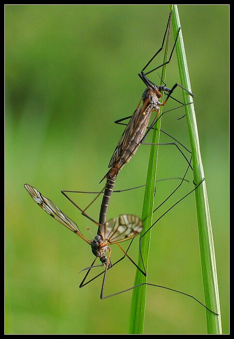 protože je středa :o)