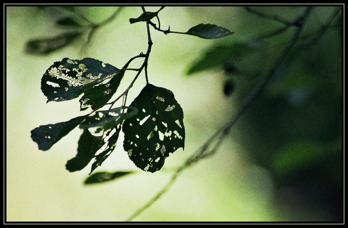 listocek zeleny rel.2