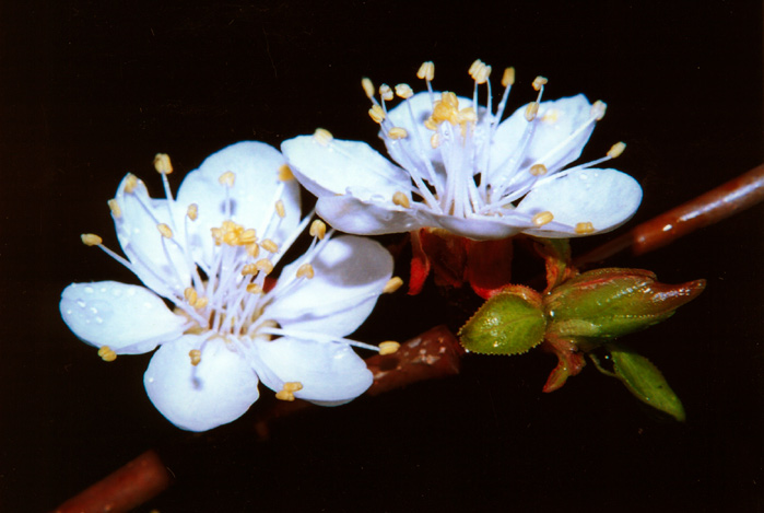 ceresna