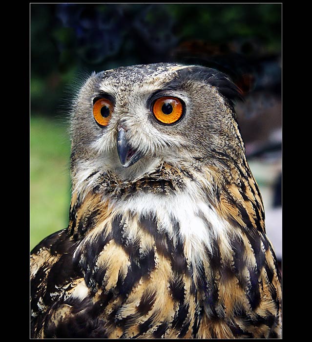 Bubo Bubo