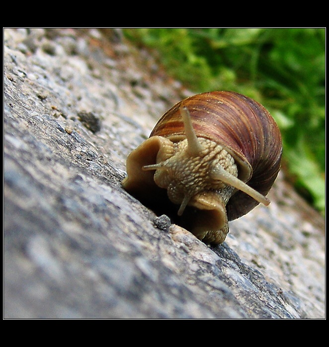 Přelez, přeskoč, prozkoumej ! (šnek 003)