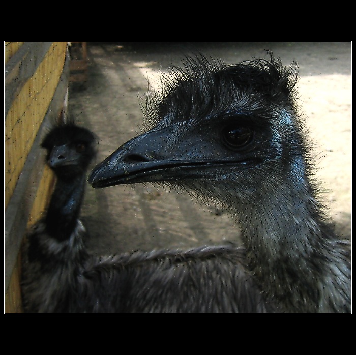 Hele, pojď se taky ukázát !!!