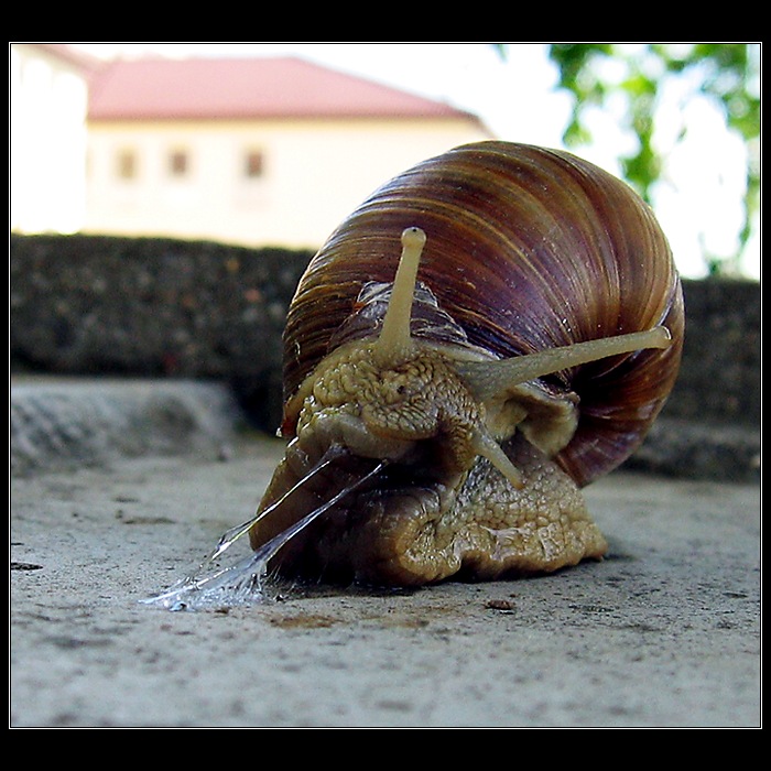 Já nejsu šnek, su prase !!!