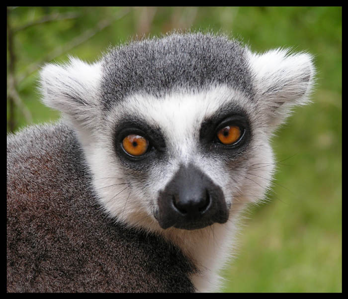 Koukám ty asi nebudeš Lemur co ???