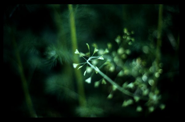 Capsella bursa-pastoris