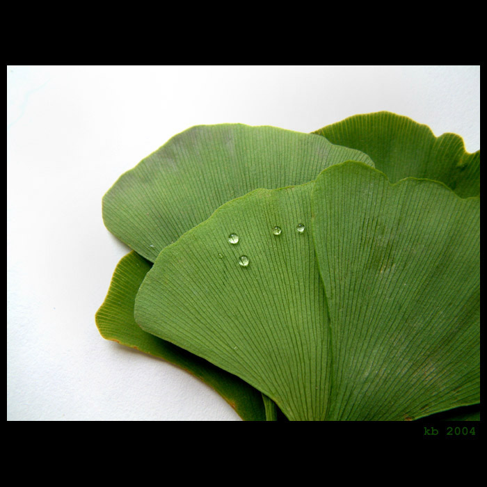 <b>Gingko</b>