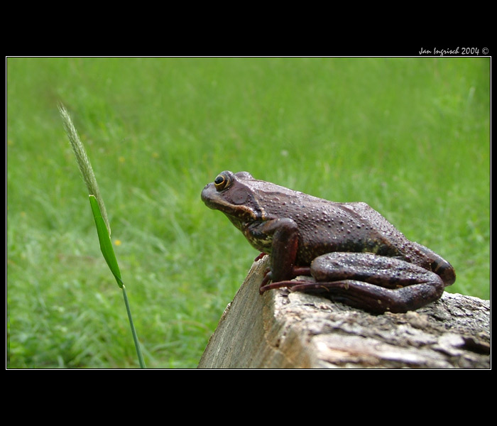 Frog&Frog