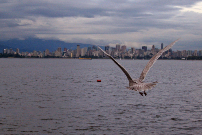 No jen letici ptak ve Vancouveru