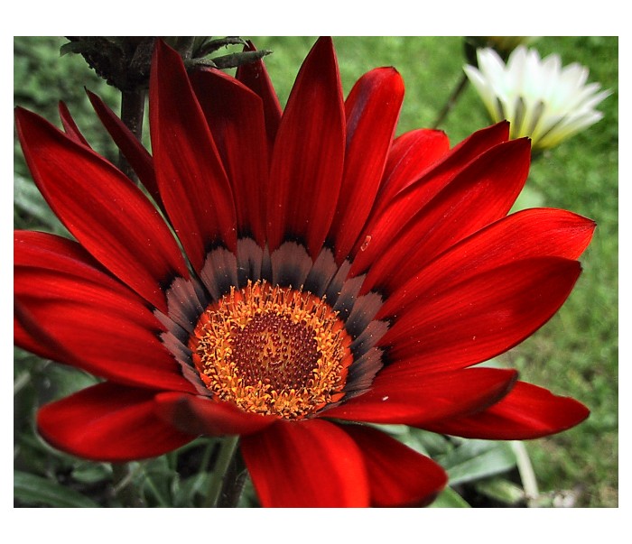 Gazania splendens