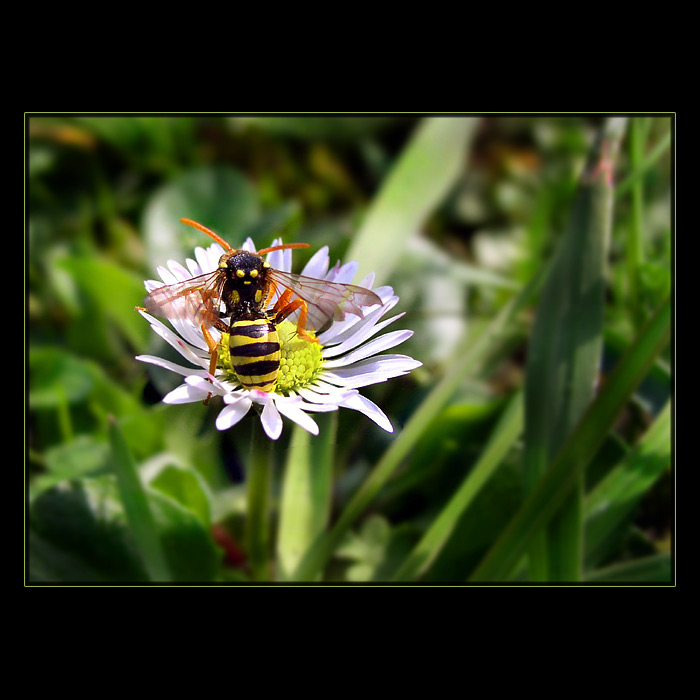 <b>... O S A ...</b><br>