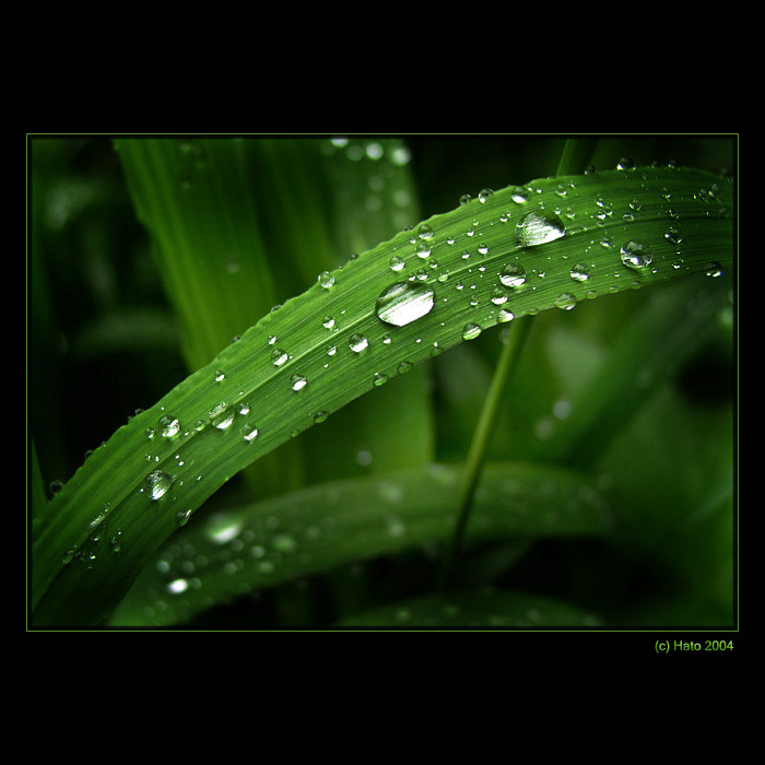 <b>... Trávička ... </B><br>