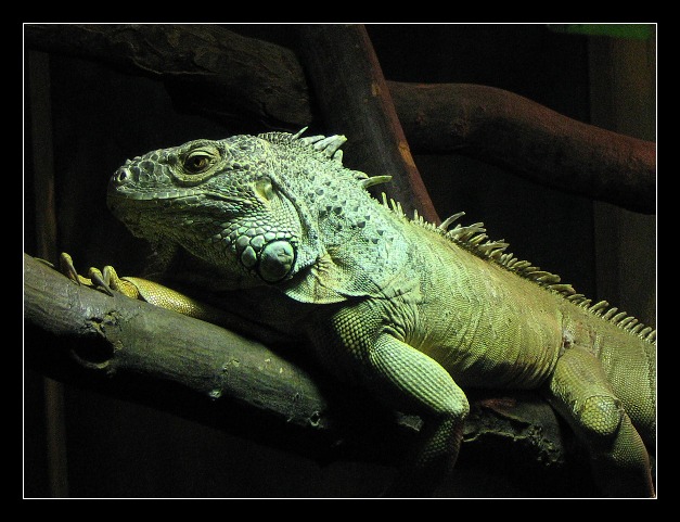 Ještěrák