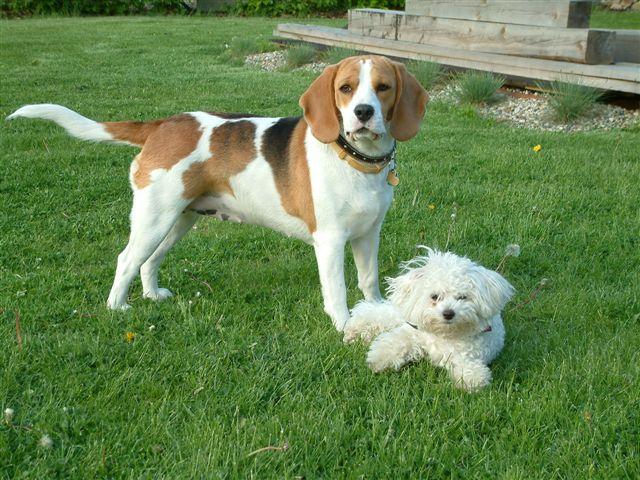 Two Dogs
