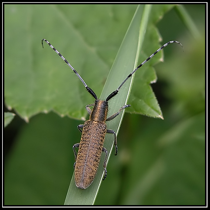 *** hmyzák s prouhatejma tykadlama ***