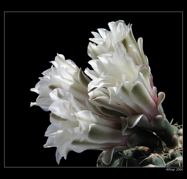 Gymnocalycium quehuanum
