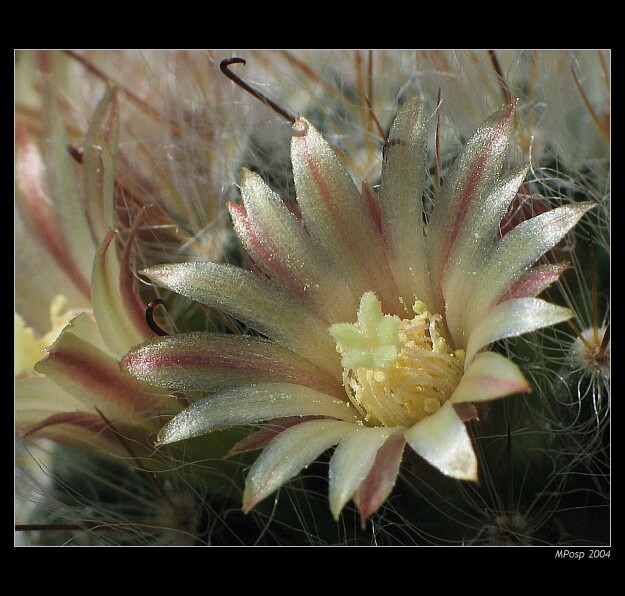 Mammillaria bocasana