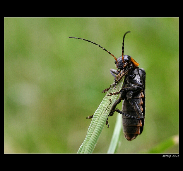 Páteříček (Cantharidae)