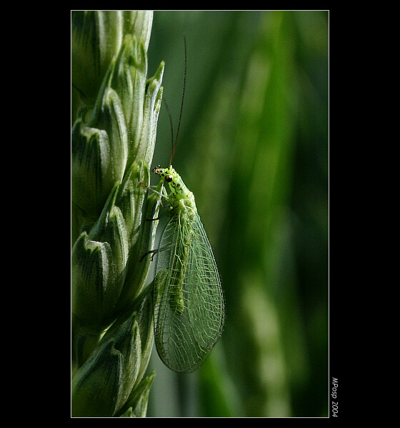 Zlatoočka (Chrysopa)