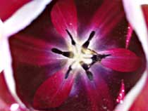 pestík nebo blizna(tulipán)