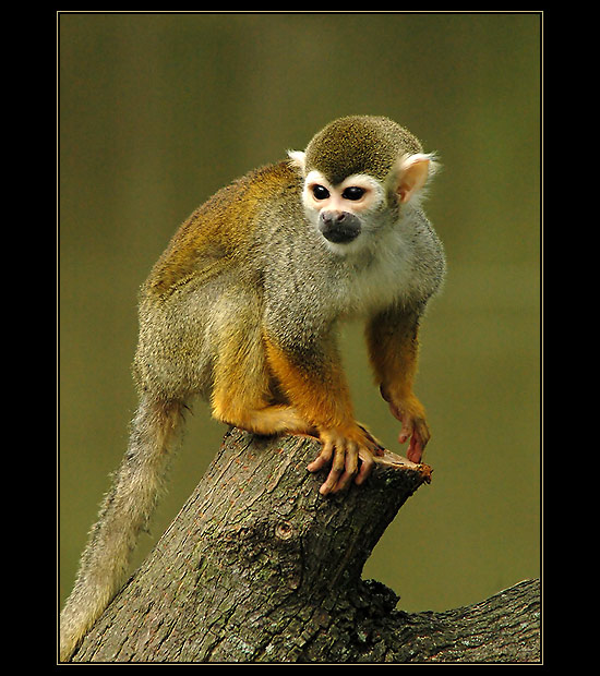Opička ve Zlínském ZOO