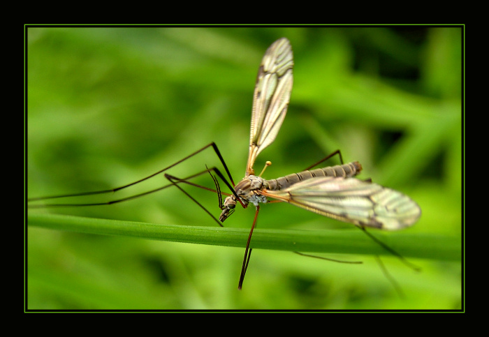 Není to komár ale Tiplice