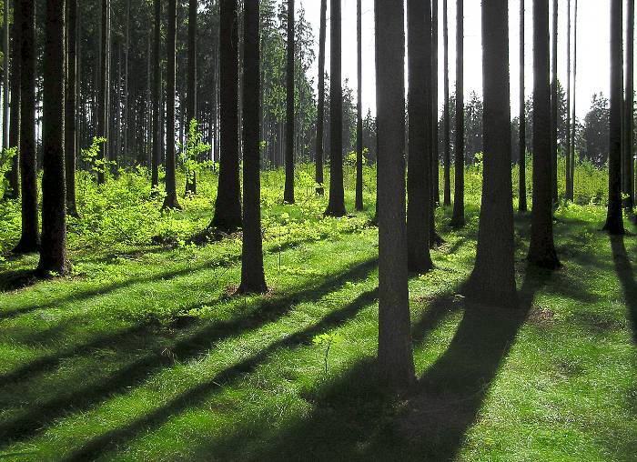Podvečer