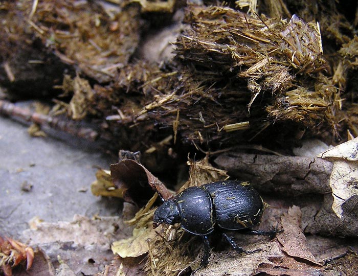 Hrdobec
