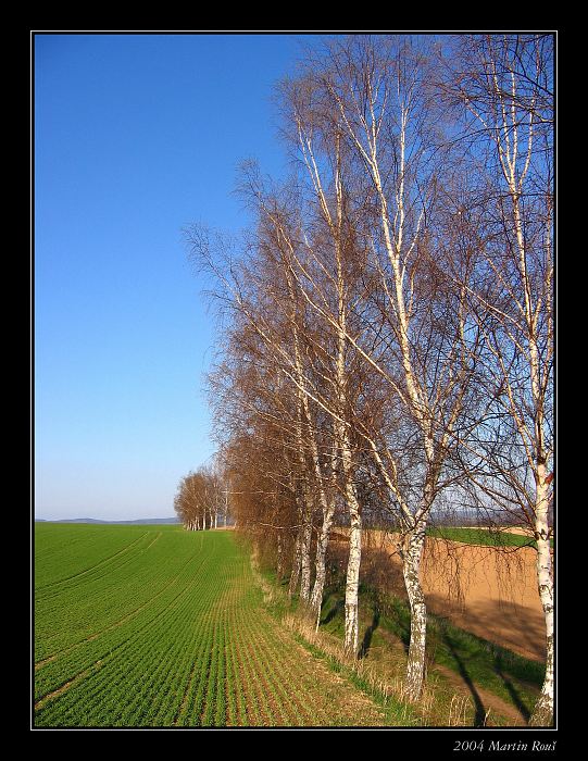 Jarní břízy