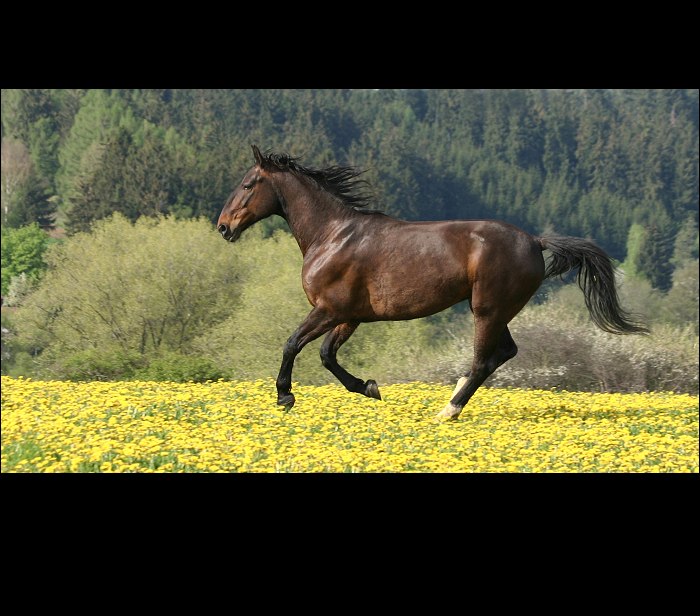 Cval v pampeliškách