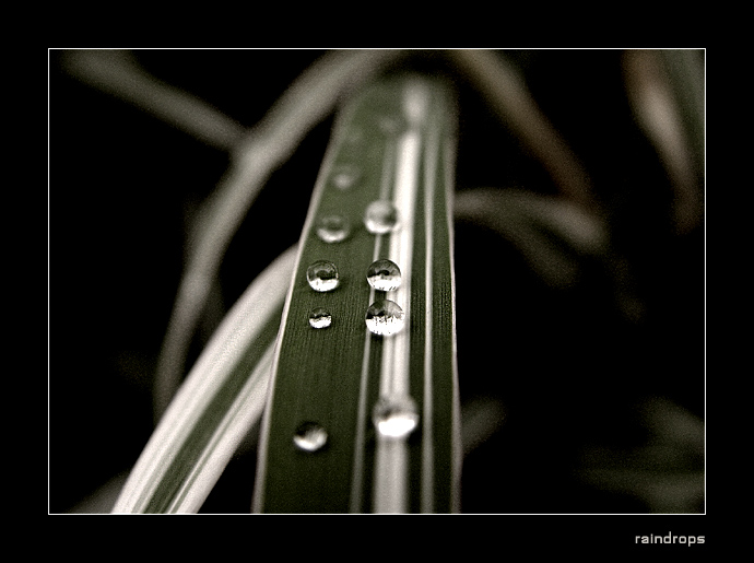 raindrops