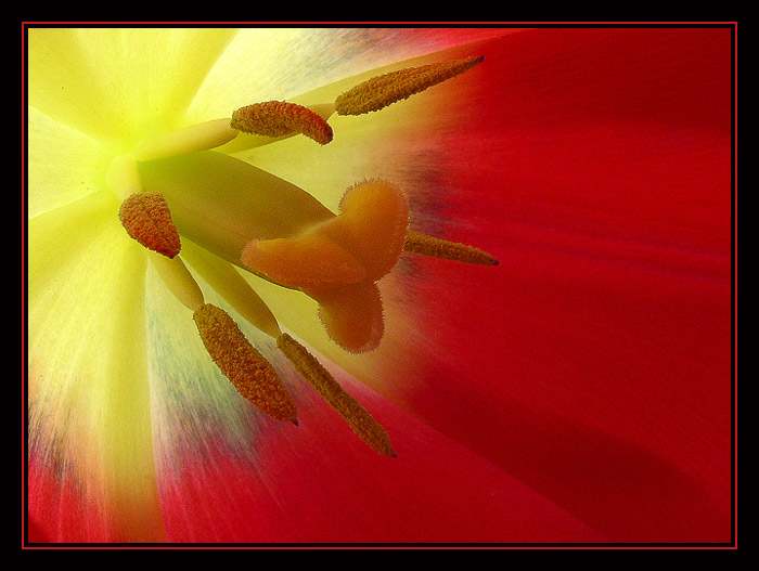 tulip