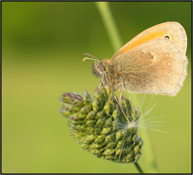Okáč pohankový