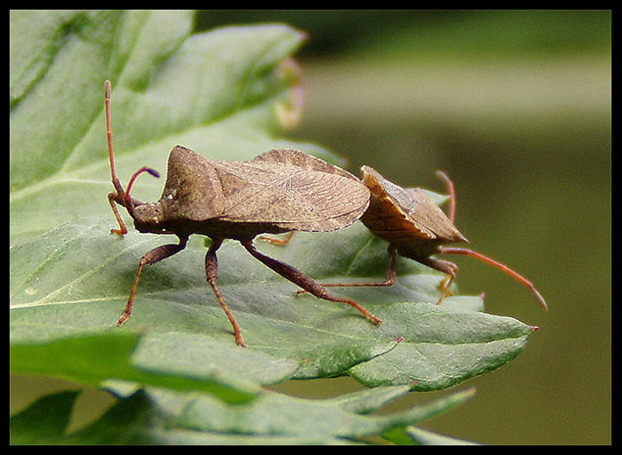 Muckajici se Ploštice.