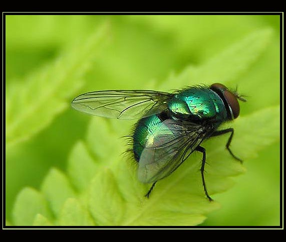 bzzzzzz