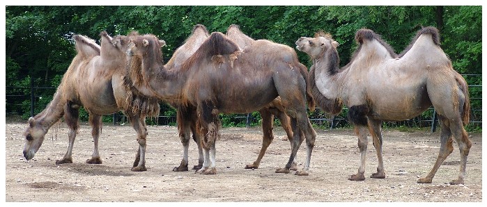 ZOO Praha