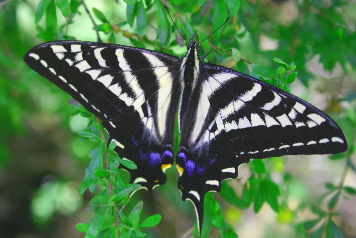 Butterfly Rancho.