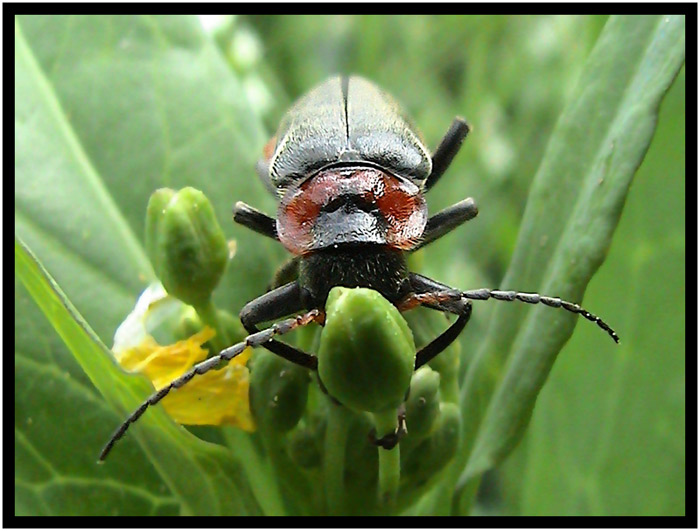 Odpolední siesta...