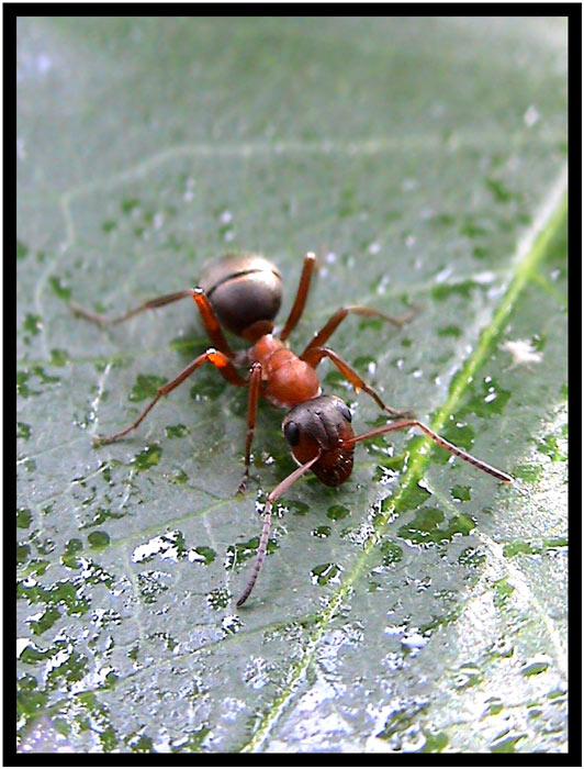 Nejlepší je Ferda ;o)