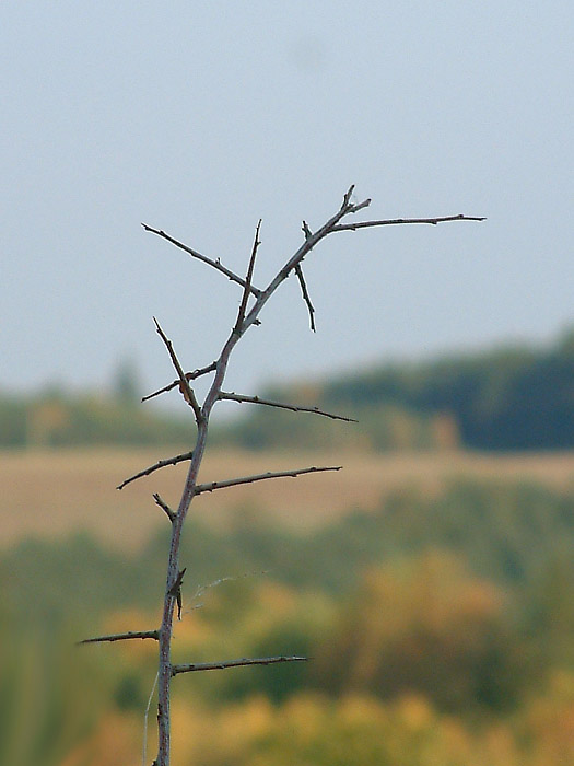 souška