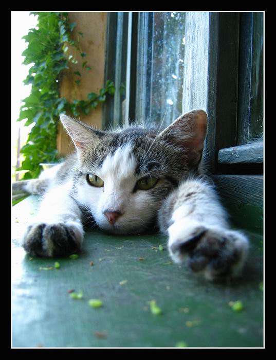 siesta