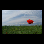 <b>:: taková maková ::</b>