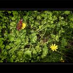 <b>- spring flowers - </b>