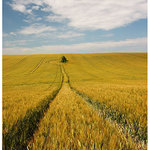 <b> ... in the field</b>