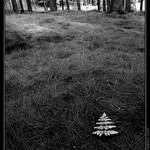 Lonely