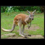 <font color=red><b>:: SKIPPY ::</b></font>