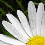 Margarétka