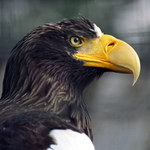 Orel