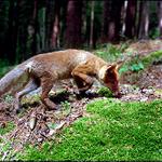 Čuchám,čuchám člověčinu